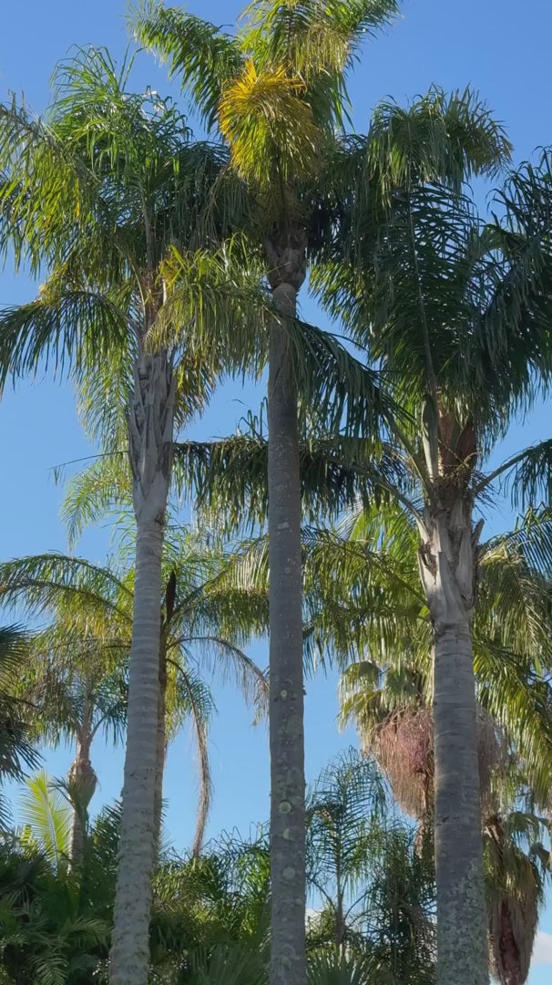 Coop Picot-A-Boo Dress - Palm Beach